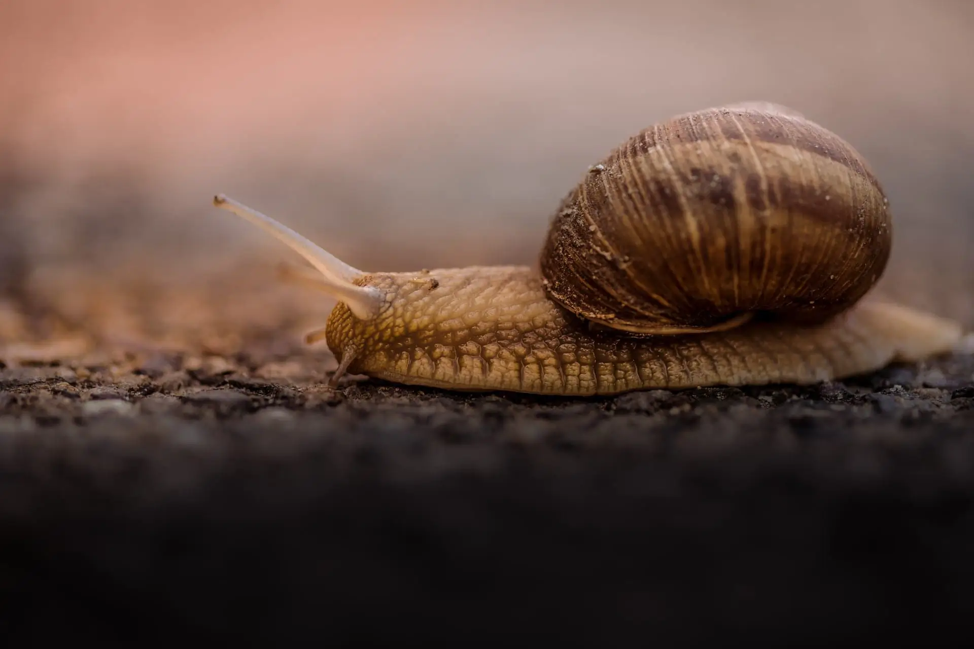 Site WordPress lent comme un escargot