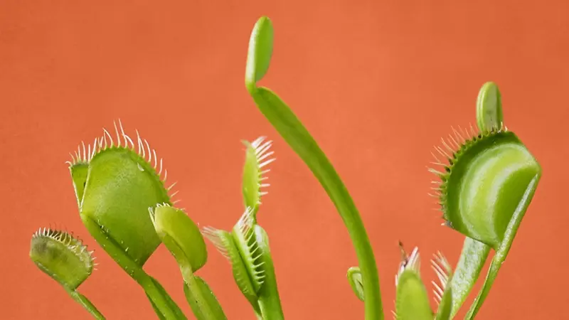 Green carnivorous plants on an orange background
